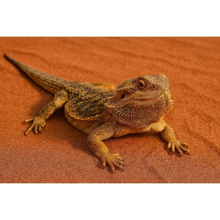 Desert Terra Sand Red - czerwony piasek pustynny do terrarium 1,5kg